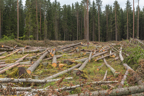 deforestazione.jpg