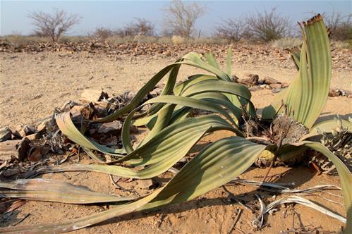 Welwitschia.jpg