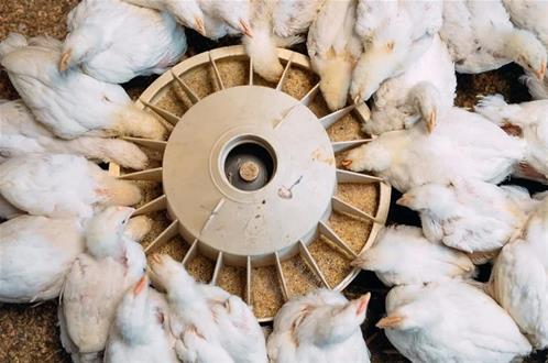 alimentazione broiler.jpg