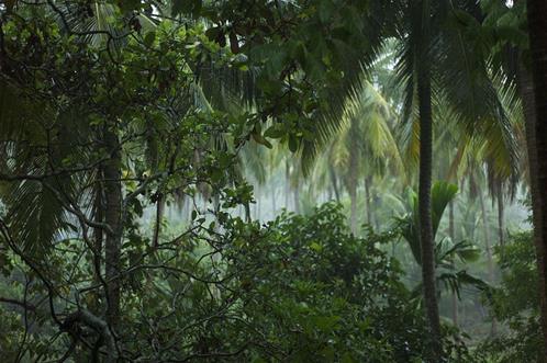 foresta tropicale.jpg