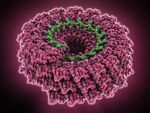 1-tobacco-mosaic-virus-molecular-model-science-photo-library.jpg