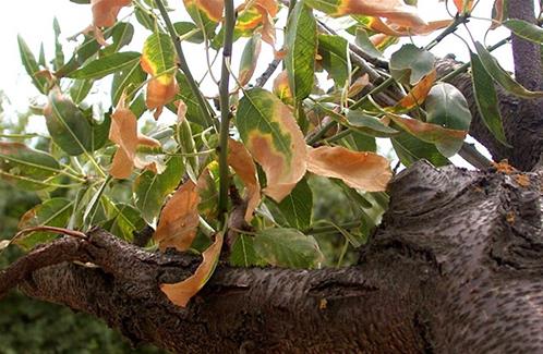 MANDORLO XYLELLA.jpg