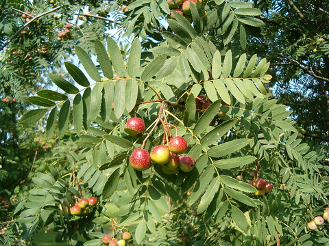 SORBUS.jpg