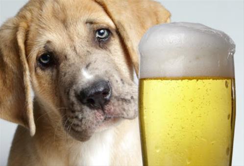Luscious Corrupt only Arriva la prima birra per cani Made in Italy - Accademia dei Georgofili
