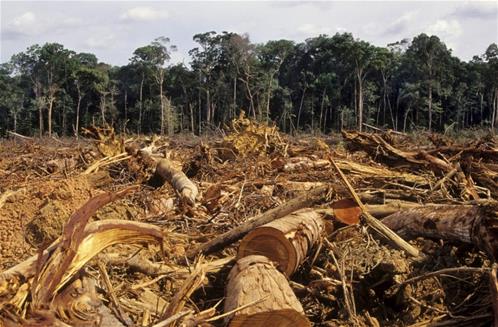 deforestazione-olio palma.jpg