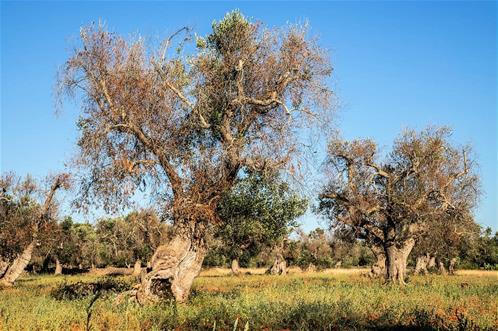 xylella.jpg