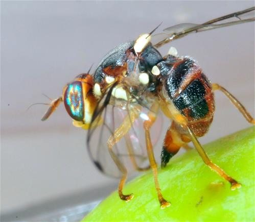 Femmina ovideponente di Bactrocera oleae_ OK.jpg