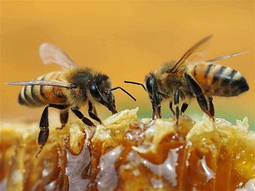 bees-honey.jpg