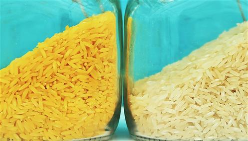 golden_rice_1600.jpg