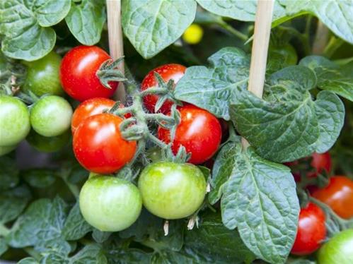 pianta-pomodori-nani-sul-balcone.jpg