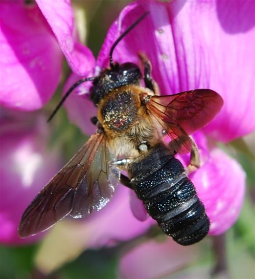 Megachile_sculpturalis.jpg