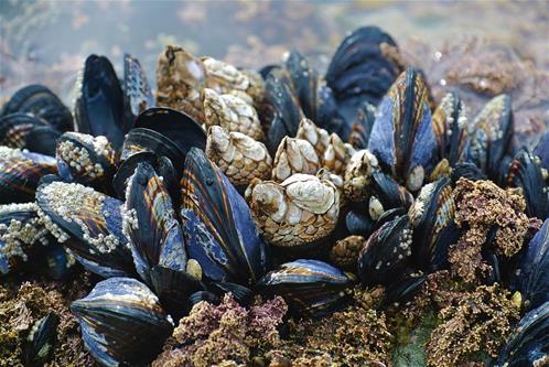 cozze.jpg