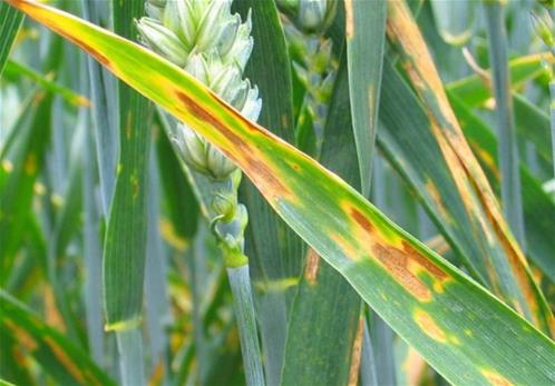 septoria-del-grano-picnidi-su-foglie-1024x714.jpg