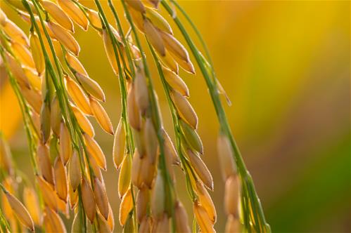 golden-rice.jpg