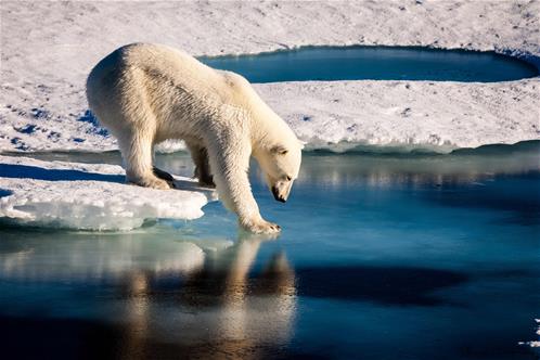 190218-polar-bear-2015-ac-737p.jpg