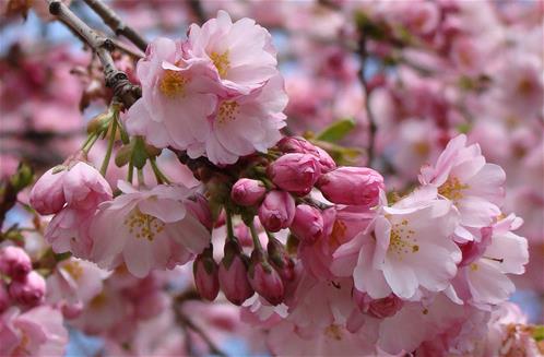 vancouver-vancouver-cherry-blossom-festival.jpg