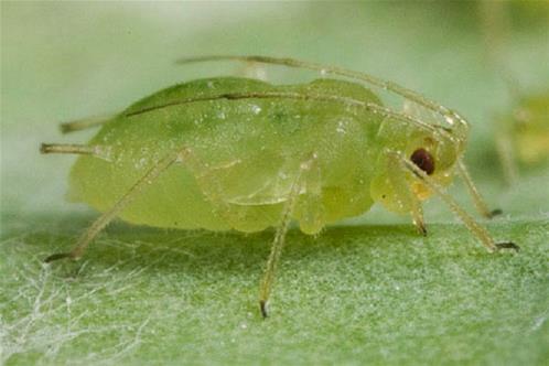 aphid-virus-vector.jpg