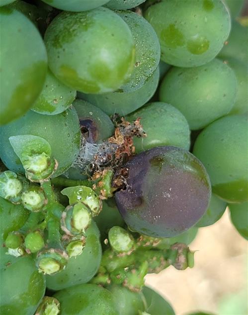 thumbnail_005_Grappolo di Sangiovese colpito da larva di Lobesia botrana di 2a generazione.jpg