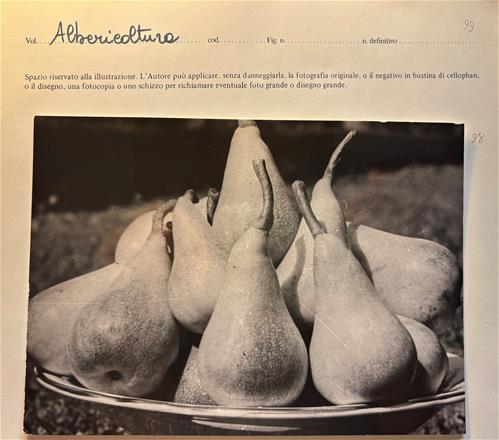 foto morettini.jpg