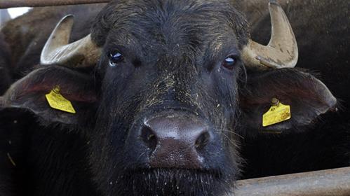 FOTO BUFALA MEDITERRANEA ITALIANA.jpg