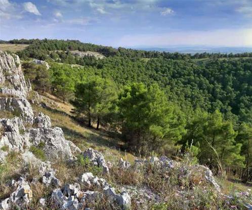 alta murgia panorama.jpg
