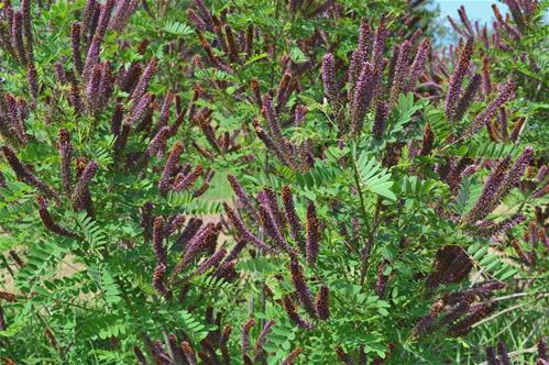 Amorpha-fruticosa.-Canove-Tanaro.B.jpg