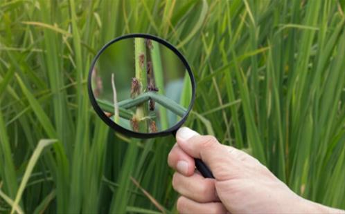 insects-on-a-field.jpg