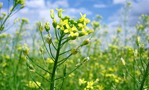 La-Camelina-sativa.jpg