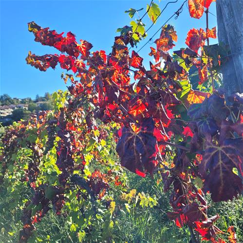 Monti del Chianti_Ottobre-2022_Vite di Sangiovese con sintomi cromatici di fitoplasmosi.jpg