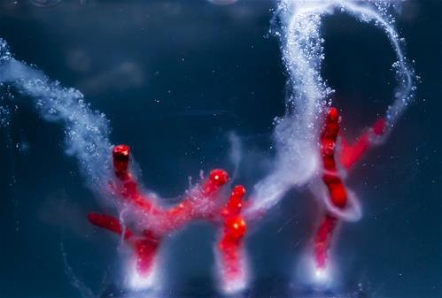 Corallo rosso avvolto nel muco (credits foto ETTORE MORETTI) copia.jpg
