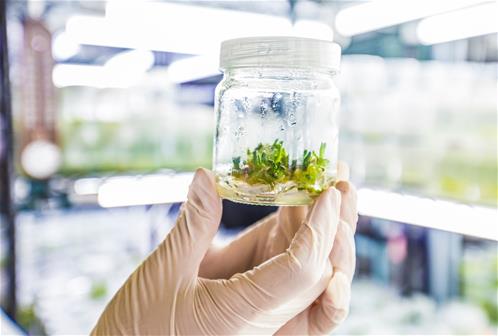 molecular farming.jpg