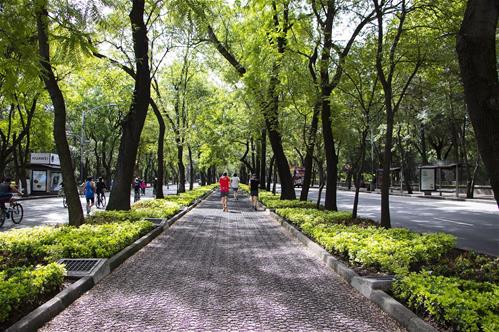 alberi-in-citta.jpg