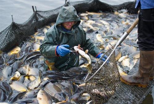 pesca scozia.jpg